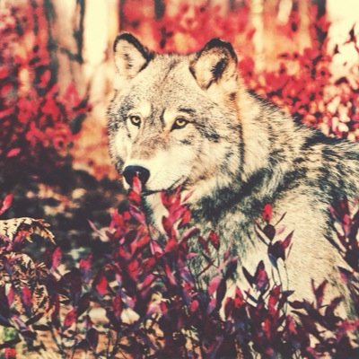 Profile Picture of KARL WULF (@@karwuf) on Twitter