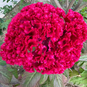 Profile Picture of Jeff Cheung (@JeffCheung007) on Youtube