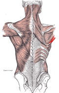 Profile Picture of Teres major muscleon Wikipedia