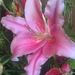 Profile Picture of Val Allen (@valeriea04) on Pinterest