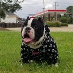 Profile Picture of David Haynes &David Lowe (@430_bullies_dave) on Instagram