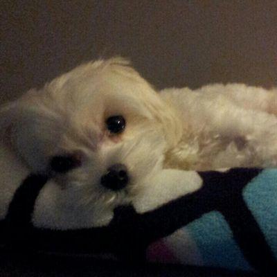 Profile Picture of Janet Yuen (@janetyuen11) on Twitter
