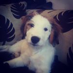 Profile Picture of Dave page (@dave_page_the_k9) on Instagram