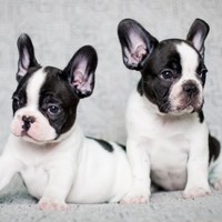 Profile Picture of Lucca Ichiyama (@lucca-ichiyama) on Quora