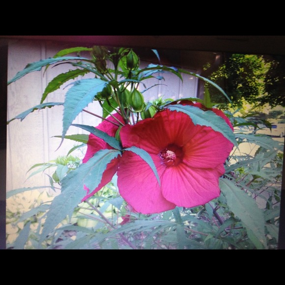 Profile Picture of Ayni Kamisli (@sofistico) on Poshmark