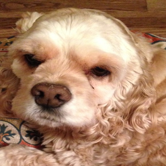 Profile Picture of Christine Vandenbosch (@christinevb) on Poshmark