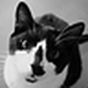 Profile Picture of Simion Bogdan (@Simion Bogdan) on Flickr