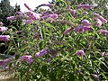 Profile Picture of Buddleja davidii - Wikipediaon Wikipedia