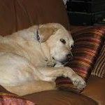 Lucy Blaser - Pinterest Profile Picture of Lucy Blaser (@lucyblaser1) on Pinterest