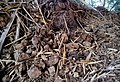 Profile Picture of Detritus - Wikipediaon Wikipedia