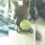 Profile Picture of perrychiuaua (@perrychiuaua) on Instagram