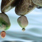 Profile Picture of Bobbette (@proffittlu) on Instagram