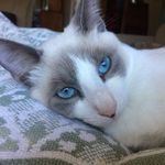 Profile Picture of Debra Lucas (@dee.ruthie) on Instagram