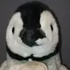 Profile Picture of Альберт Пингвин (@albertpingvin) on Tiktok