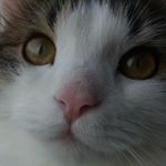 Цунаде Сенджу - Instagram Profile Picture of Цунаде Сенджу (@masega_live) on Instagram