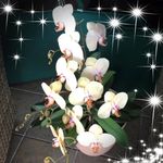 Profile Picture of Sheila Brazil Renfro (@renfro9230) on Instagram