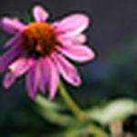 Profile Picture of Dawn Hoffmann (@dawn hoffmann) on Flickr