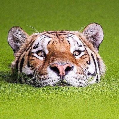 Profile Picture of Gavin Haynes (@gavhaynes) on Twitter