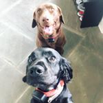 Profile Picture of Choc + Boss Bryan (@chocbossbryan) on Instagram