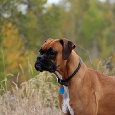 Profile Picture of Bill Siddall (@BillSiddall) on Twitter