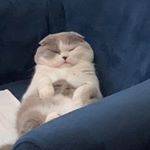 Profile Picture of Danielle Fisher (@buttons_the_scottish_fold) on Instagram