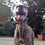 Profile Picture of Jay Tapper (@jay.tapper) on Instagram