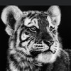 Profile Picture of rebeccamountain5 (@rebeccamountain5) on Tiktok