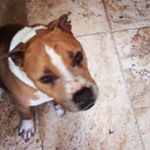 Profile Picture of tank man🦈 (@brianshultis) on Instagram