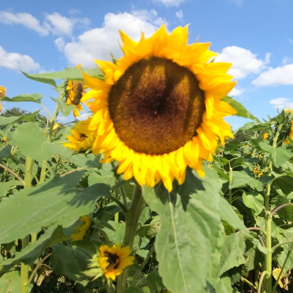 Profile Picture of Shelly Brezee (@shelmo08210) on Poshmark