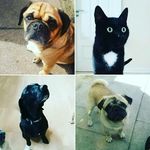 Profile Picture of Samson, Laban, William, Wiggo (@dyrenehosberthelsen) on Instagram