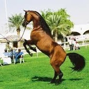 Profile Picture of Sam Johnsons (@salam.ahlam) on Myspace