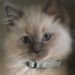 Profile Picture of Melanie Witcher (@witcm5032) on Pinterest