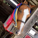 Profile Picture of harper&grady(&tuesday) (@harper.peterson2) on Instagram