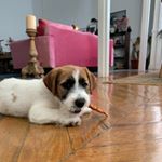 Profile Picture of Antonio Cristobal Caro (@el_jackrussell_antonio) on Instagram