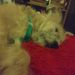 Profile Picture of Sam Wheeler (@SantaBunnyBun) on Pinterest