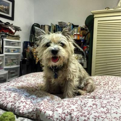 Profile Picture of Richard Hayashi (@romster16) on Twitter
