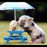 Profile Picture of Lori Petri (@loripetri) on Instagram