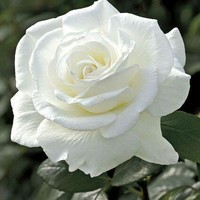 Lexus And Jasmine Show - Quora Profile Picture of Lexus And Jasmine Show (@lexus-and-jasmine-show) on Quora