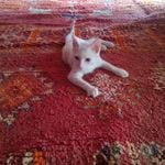 Profile Picture of chaney (@afgarich) on Instagram