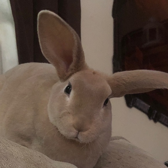 Profile Picture of Aspen Vanderlaan (@cleobell0414) on Poshmark