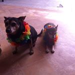 Profile Picture of Corrine NC (@corrinenewtoncurtis) on Instagram