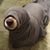 Profile Picture of Chris Groves (@Rochenko) on Twitter