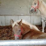 Profile Picture of Pauli (@paula_kanes) on Instagram