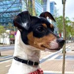 Profile Picture of Amanda Oelckers (@amanda.theterrier) on Instagram