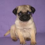 Profile Picture of Dino Grobar (@dino.grobar) on Facebook