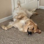 Profile Picture of Brent Benson (@brentbenz) on Instagram