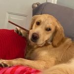 Profile Picture of Kate E Goulet (@louiseblueygldnrose) on Instagram