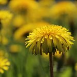 Profile Picture of Paul Burns (@paul_l_burns) on Instagram