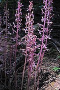 Profile Picture of Corallorhiza mertensianaon Wikipedia