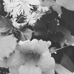 Profile Picture of 🌻🌻🌻 (@karla.silverrain) on Instagram